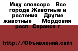 Ищу спонсора - Все города Животные и растения » Другие животные   . Мордовия респ.,Саранск г.